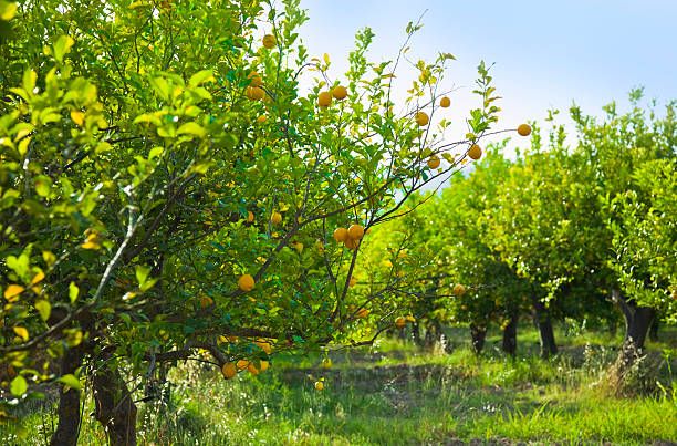Santa Marinella, Tidei: “Il futuro della Perla è green”