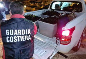 Santa Marinella, fermati quattro pescatori di frodo: stavano scappando con 10mila ricci nell’auto