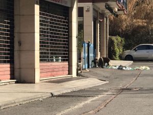 Cinghiali a via Genova: passano le amministrazioni ma il problema resta