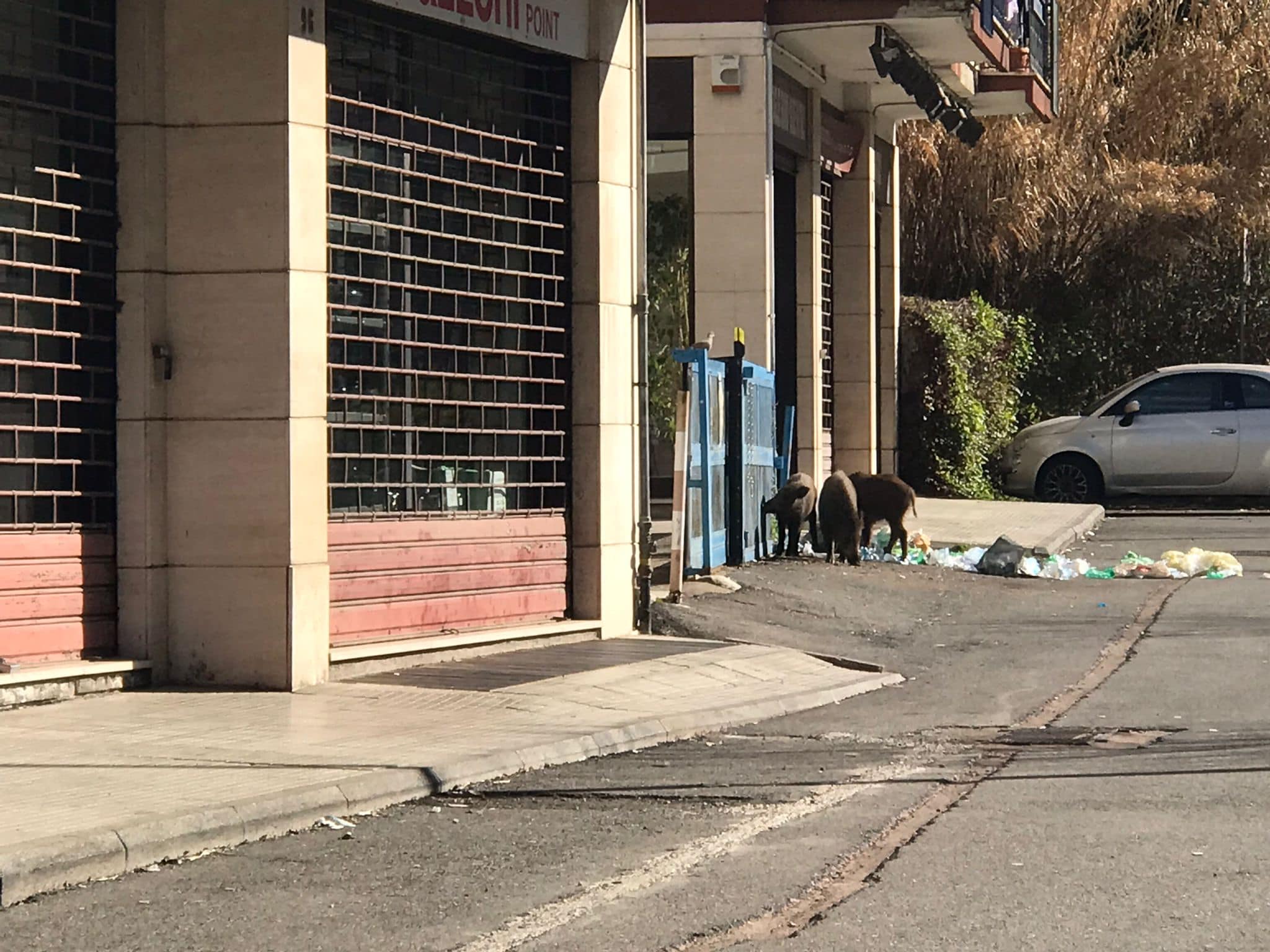 Cinghiali a via Genova: passano le amministrazioni ma il problema resta