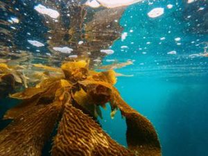 Le alghe all’attacco di Messico e Florida