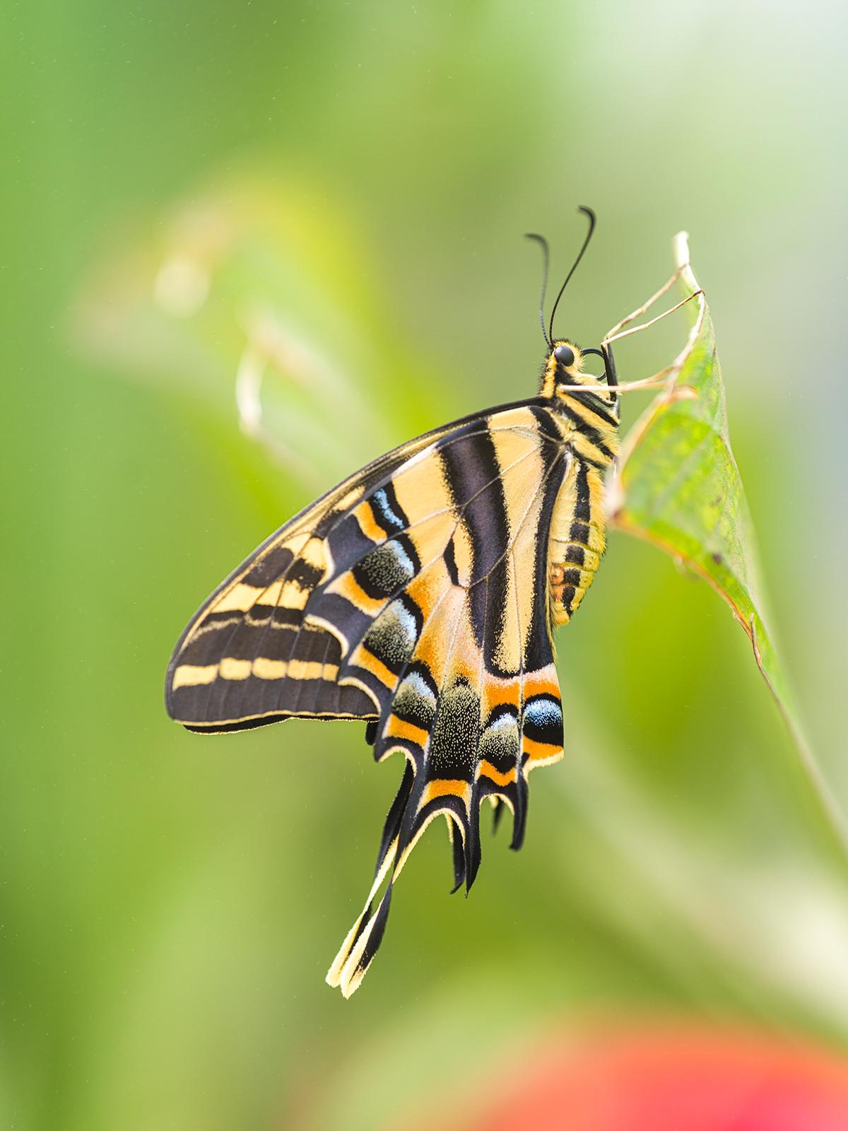 Riapre a Roma La casa delle farfalle, rarità da tutto il mondo