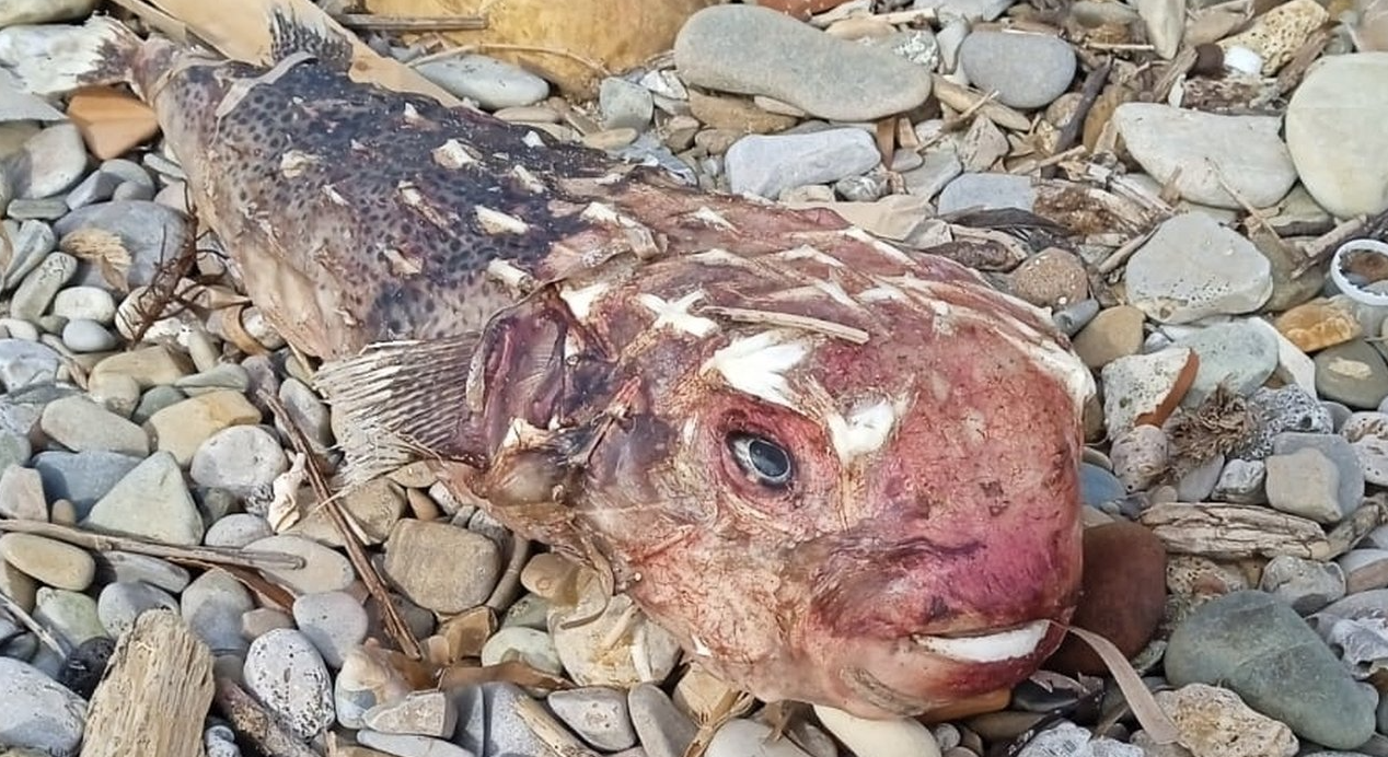 Santa Marinella – Pesce alieno sulla spiaggia: «Attenzione, potenzialmente pericoloso per l’uomo»