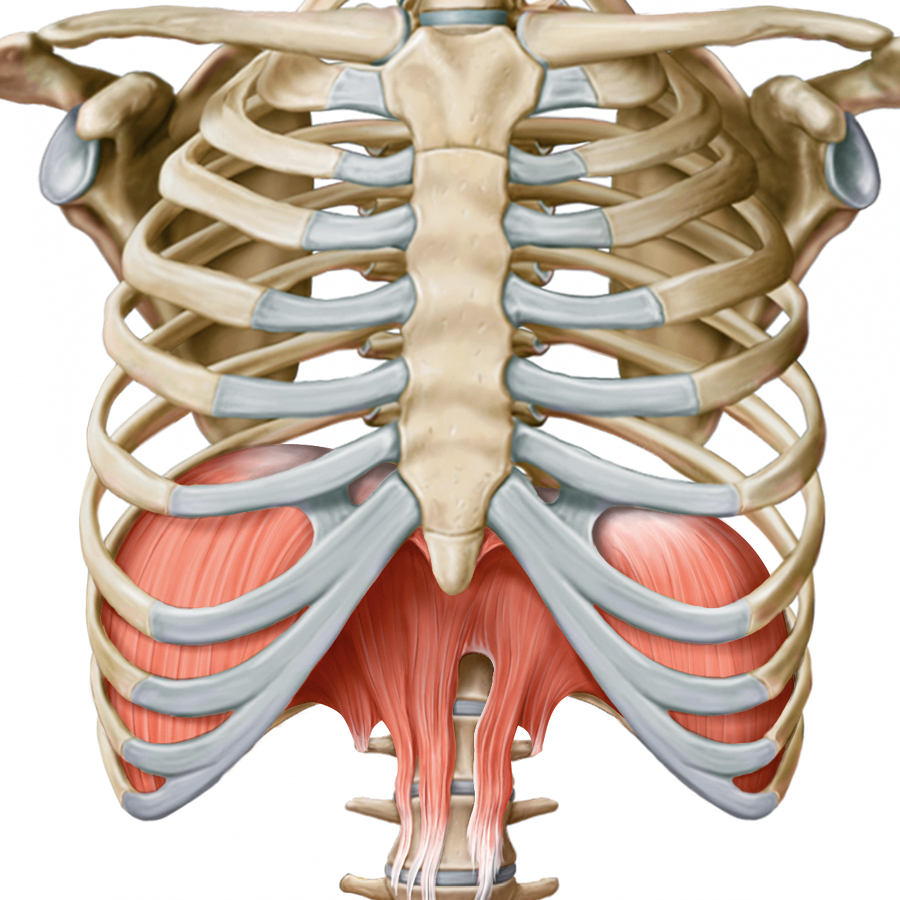 Le saggezze della Psiche nella forma di nevrosi – parte quarta
