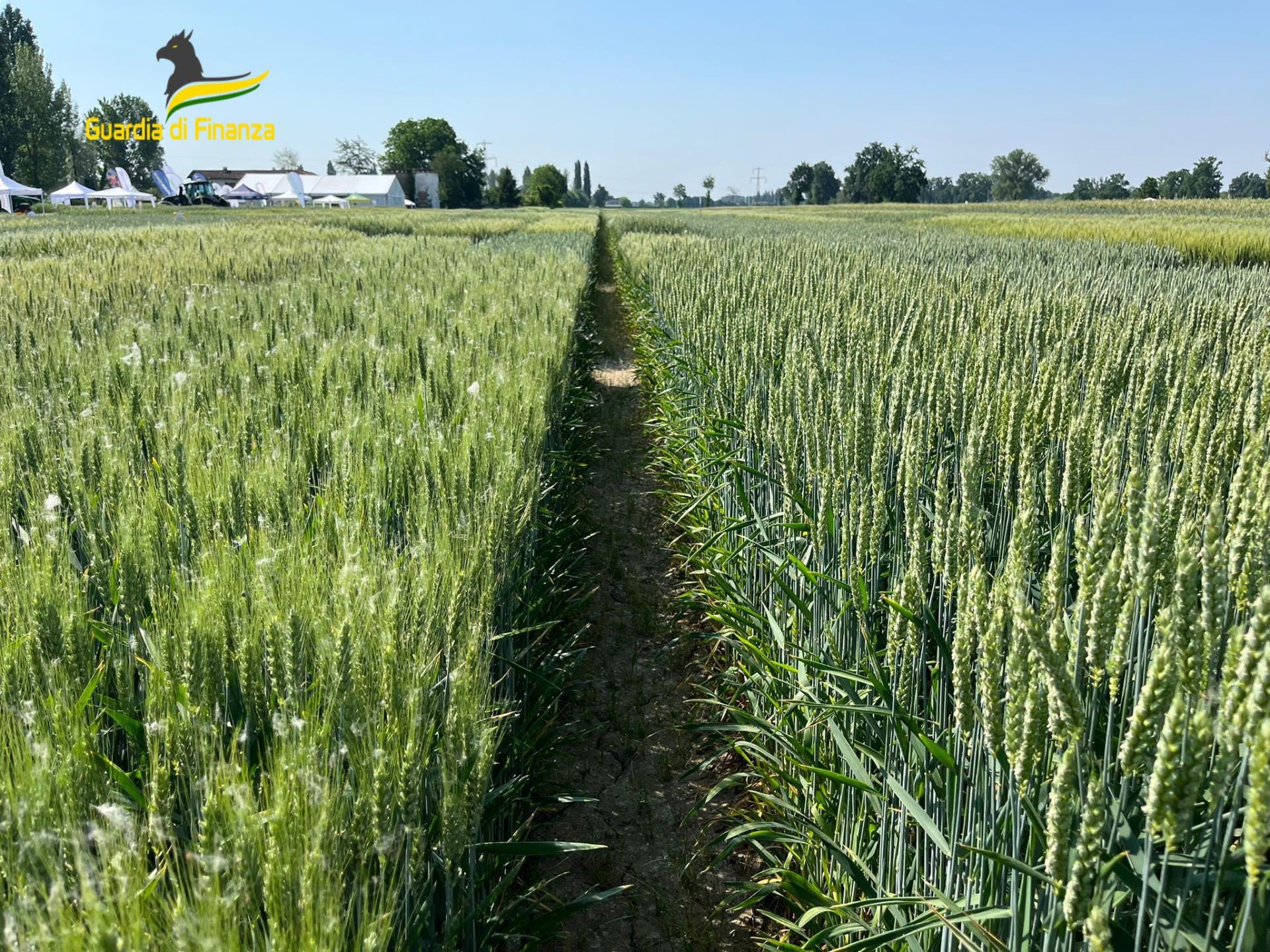 Sequestrate 382 tonnellate di cereali non conformi in Puglia e Sicilia