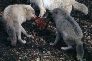 Ladispoli, gregge di pecore sbranato dai lupi a Monteroni