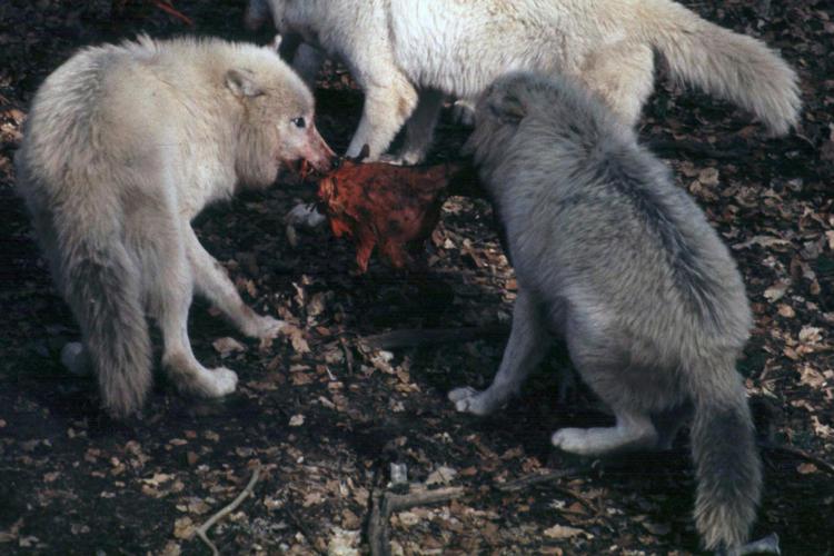 Ladispoli, gregge di pecore sbranato dai lupi a Monteroni