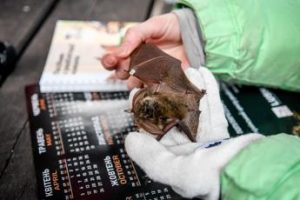Cambiamenti climatici e malattie minacciano i pipistrelli del Nord America