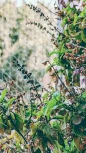 Tarquinia, con l’esperto Marco Sarandrea alla scoperta delle erbe officinali