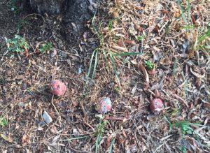 Viterbo – Bocconi avvelenati in zone di sgambamento, segnalare a polizia e sportello diritti animali