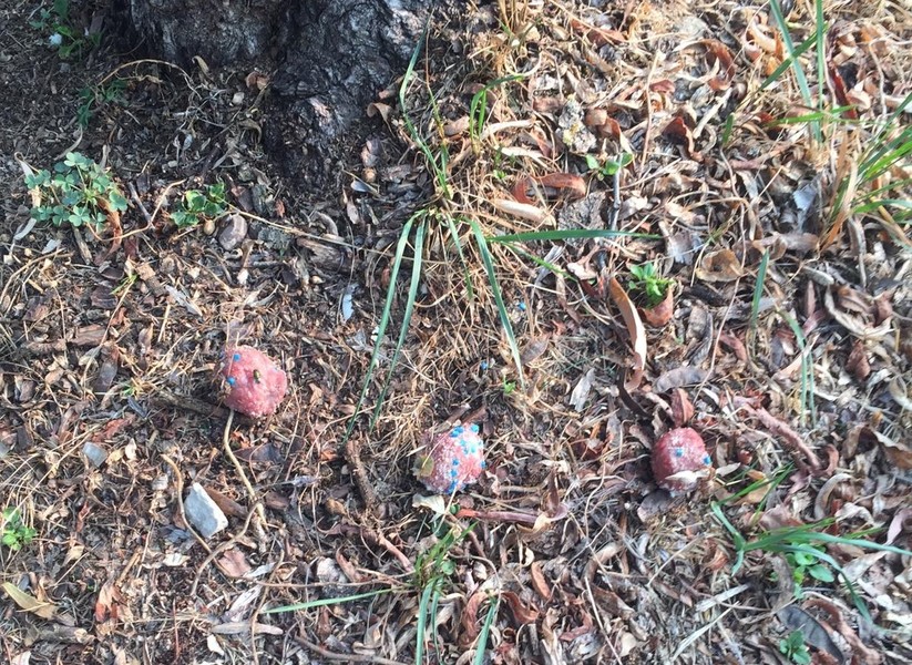 Viterbo – Bocconi avvelenati in zone di sgambamento, segnalare a polizia e sportello diritti animali