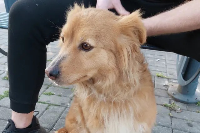 Ladispoli, cane eroe alla stazione: il padrone ha un malore e Fido lo assiste fino all’arrivo dei soccorsi