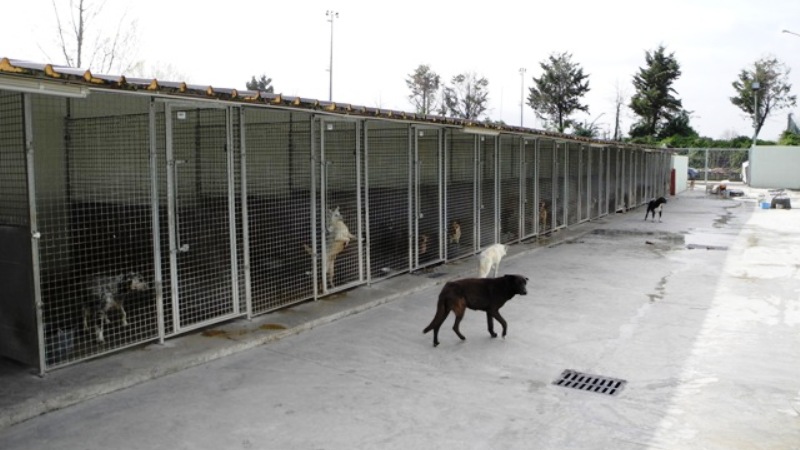 Chiude il canile di Bagnaia, lavoratori licenziati dopo vent’anni