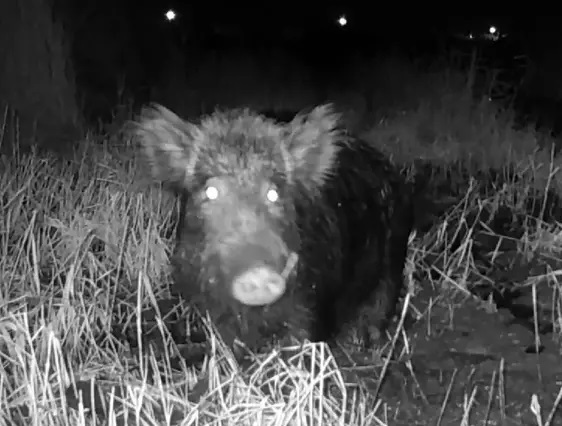 Cinghiale in pista di atterraggio, aereo Ryanair dirottato su Malpensa