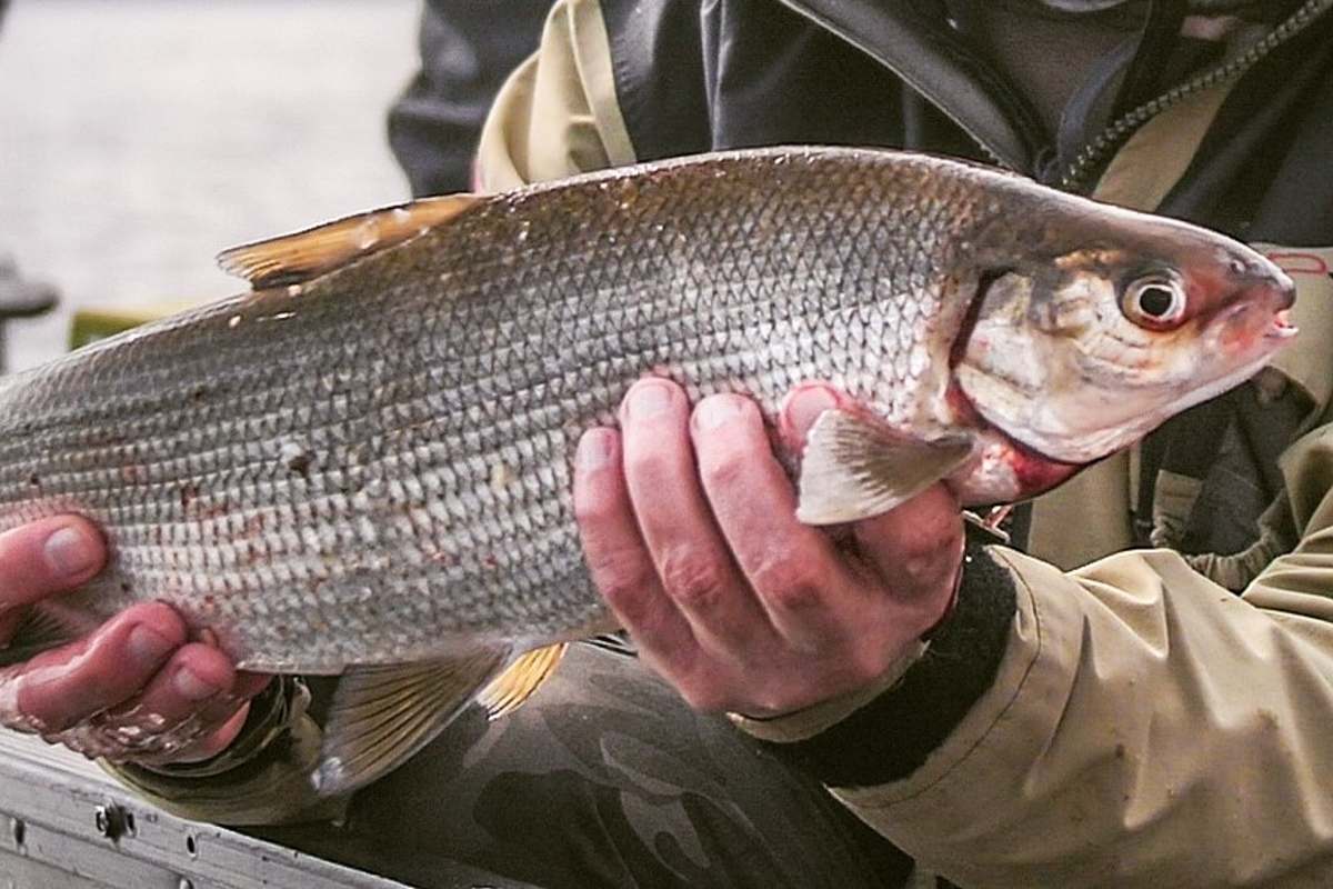 Capodimonte – Pesca in crisi per la scomparsa dei coregoni sul lago di Bolsena