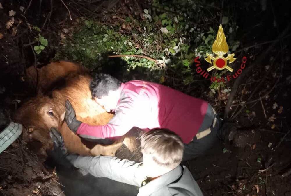 Campagnano, Vigili del Fuoco salvano mandria di mucche