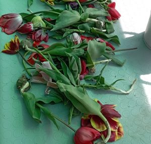 Viterbo – Tulipani colti e buttati al parco Tuscia Flower