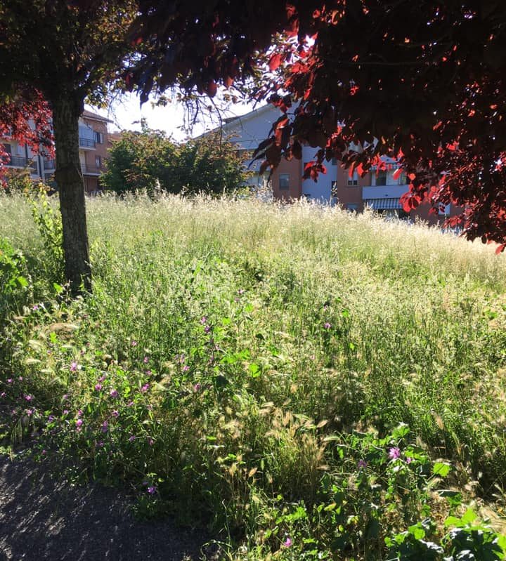 Erba alta, “il Comune diminuisce i fondi per lo sfalcio”: la denuncia dell’opposizione