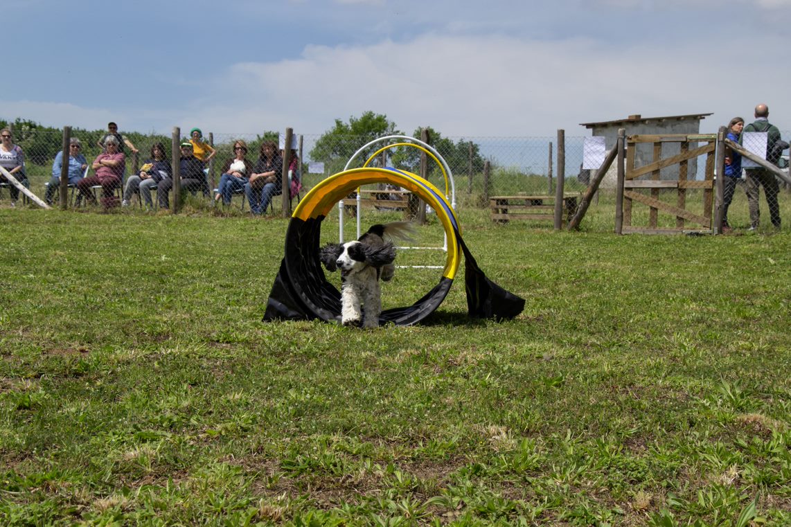 Nepi, presentate le attività cinofile e gli interventi assistiti con gli animali