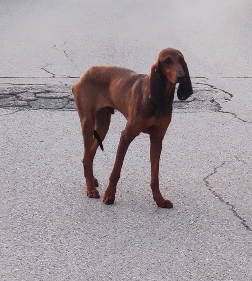 Segugio marrone smarrito, catena di solidarietà di un intero paese per salvarlo