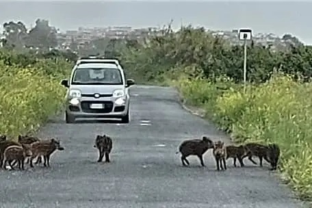Cerveteri, automobilisti bloccati da branco di cinghiali a Cerenova