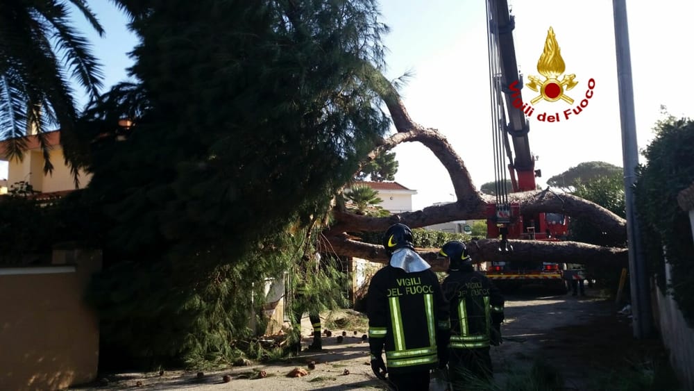 Fregene, nella notte pino marittimo si schianta su un’auto: nessuna vittima