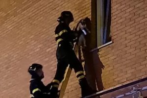 Ladispoli, gattino si incastra nella finestra per raggiungere i padroni: salvato dai Vigili del Fuoco