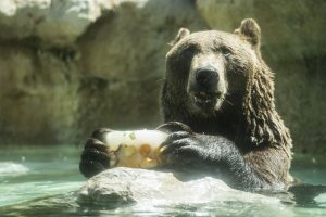 Si avvicina troppo ad un orso e viene sbranato, morto in Romania motociclista italiano