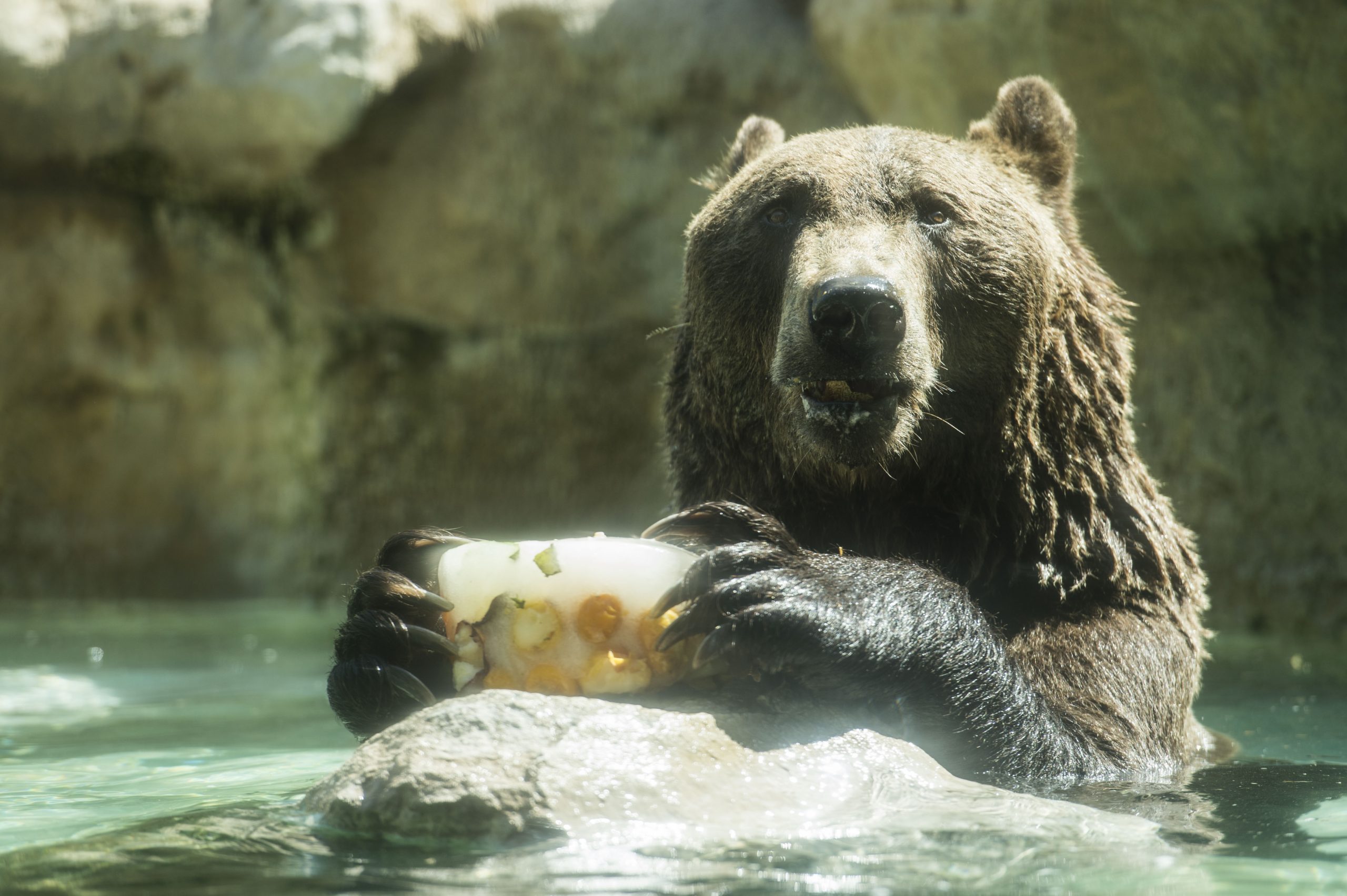 Si avvicina troppo ad un orso e viene sbranato, morto in Romania motociclista italiano