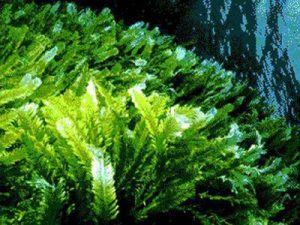 Civitavecchia, al Pirgo c’è l’alga tossica ostreopsis ovata: il sindaco chiude la spiaggia