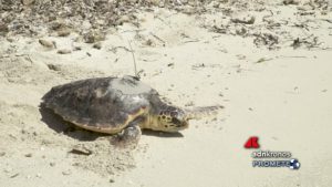 Ladispoli, trovata Caretta caretta morta sulla spiaggia di Palo