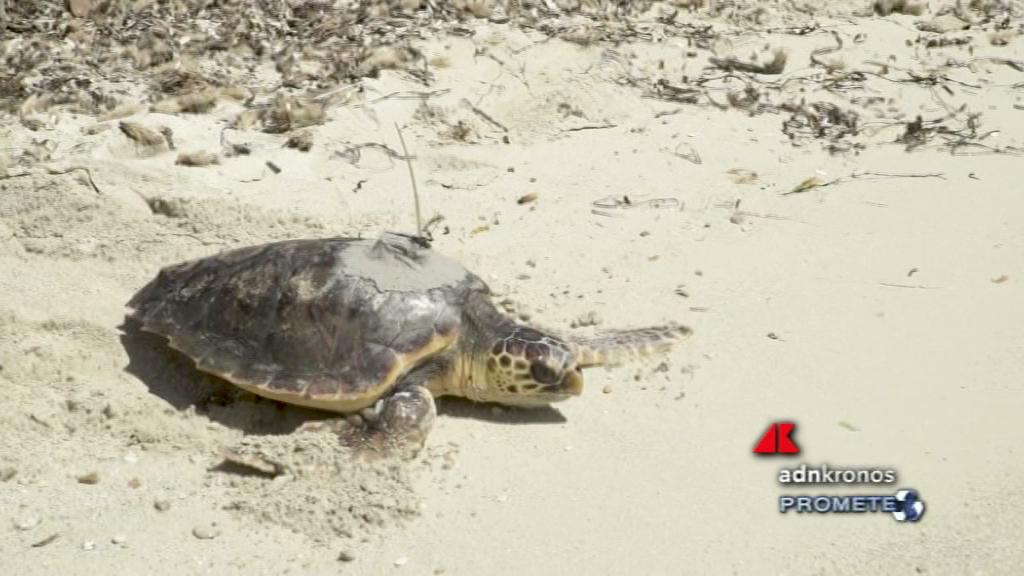 Ladispoli, trovata Caretta caretta morta sulla spiaggia di Palo