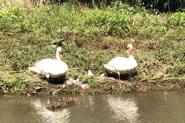Sorpresa a Ladispoli: nel Vaccina c’è una famiglia di cigni reali