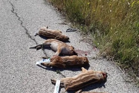 Santa Marinella, auto travolge branco: strage di cinghialetti a due passi dall’Aurelia