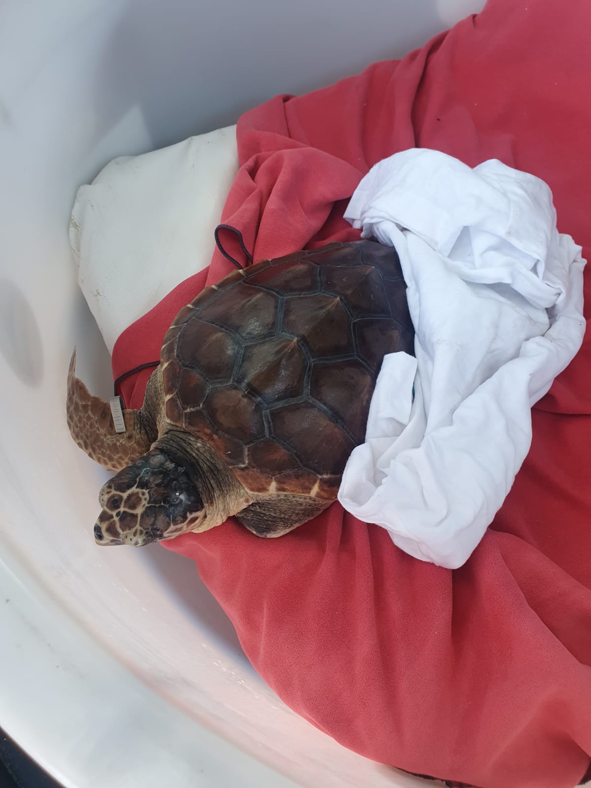 Torna in libertà Gui, la tartaruga marina salvata dai volontari a Montalto