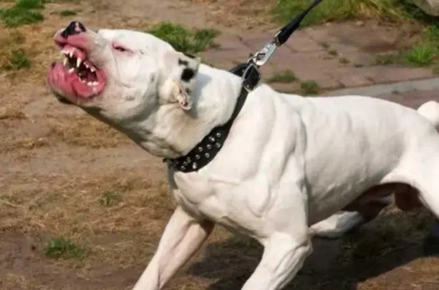 Orrore a Santa Marinella: neonata azzannata al viso dal cane di famiglia