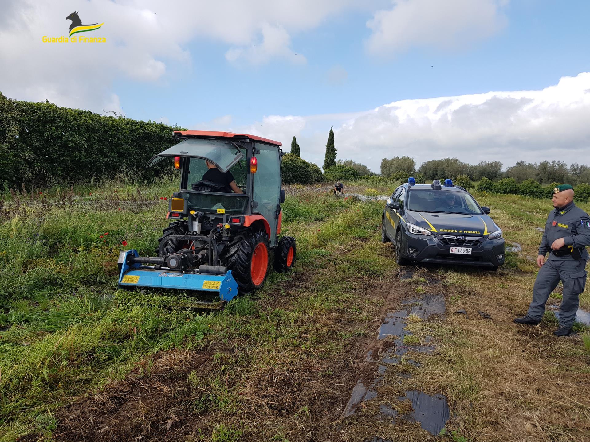 Viterbo – La finanza distrugge 260 chili di droga e campi di canapa