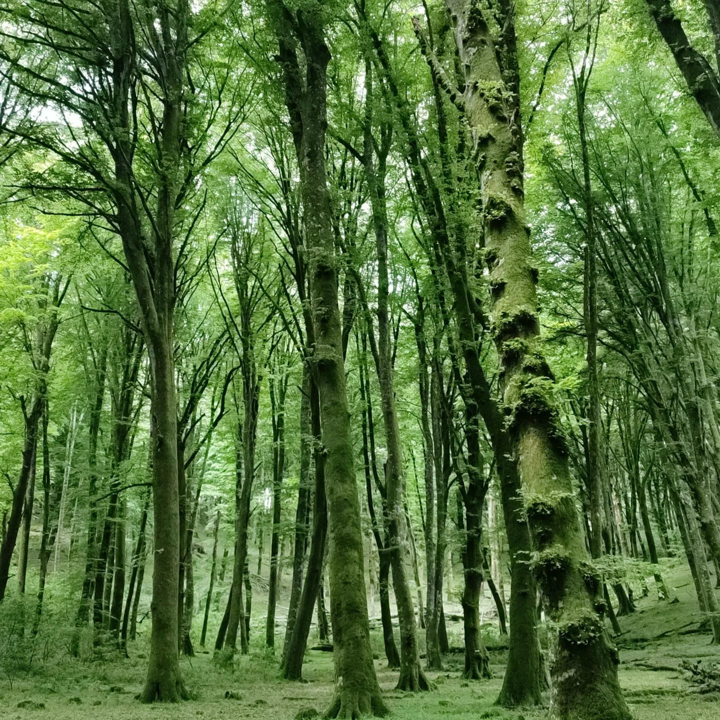 Ambiente – I Comuni più “verdi” della Tuscia: dove i boschi coprono oltre il 40% del territorio