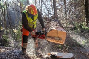 Operatore forestale, approvati nuovi standard professionali legati alla formazione