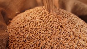 La guerra del grano minaccia il prezzo della pasta