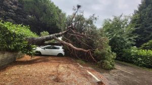 Bomba d’acqua in Brianza, a Bernareggio pino cade su auto in sosta