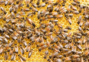 Roma – Scoperte 70 mila api nell’intercapedine di un convento sulla Cassia. Suore terrorizzate