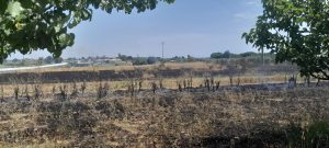 Incendio devastante nell’entroterra di Ladispoli: bruciano dieci ettari di macchia mediterranea (FOTO)