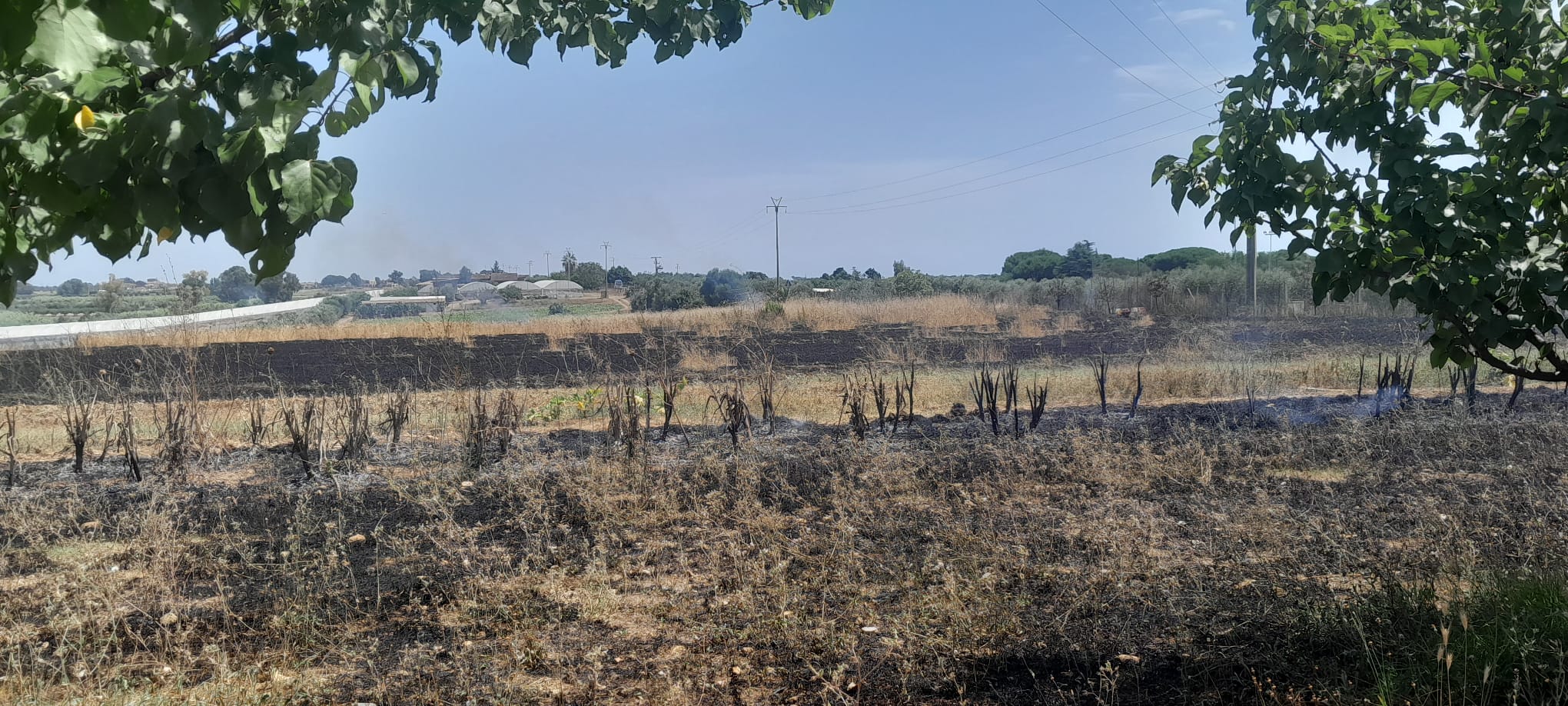 Incendio devastante nell’entroterra di Ladispoli: bruciano dieci ettari di macchia mediterranea (FOTO)