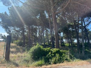 Montalto di Castro – Corteo alla Marina contro violenza e spaccio