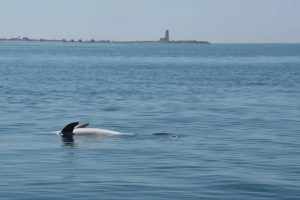 Fiumicino, delfino muore nelle acque del Porto Canale