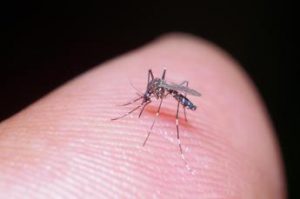 Zanzare, da scelta sapone a copincolla Dna le armi della scienza