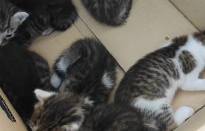 Cerveteri, abbandonati in una scatola sei gattini a Campo di Mare