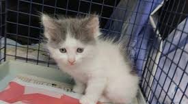 Tarquinia – Giocano a palla con gattino, denunciati da veterinari