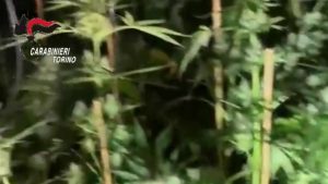 Coltivavano marijuana, denunciata una famiglia nel Torinese